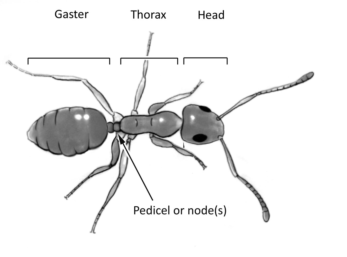 Identificando hormigas domésticas - Insectos en la Ciudad