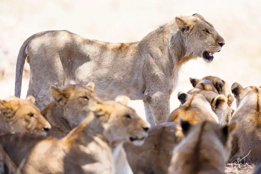 león contra Wolf: ¿Quién ganaría en una pelea?
