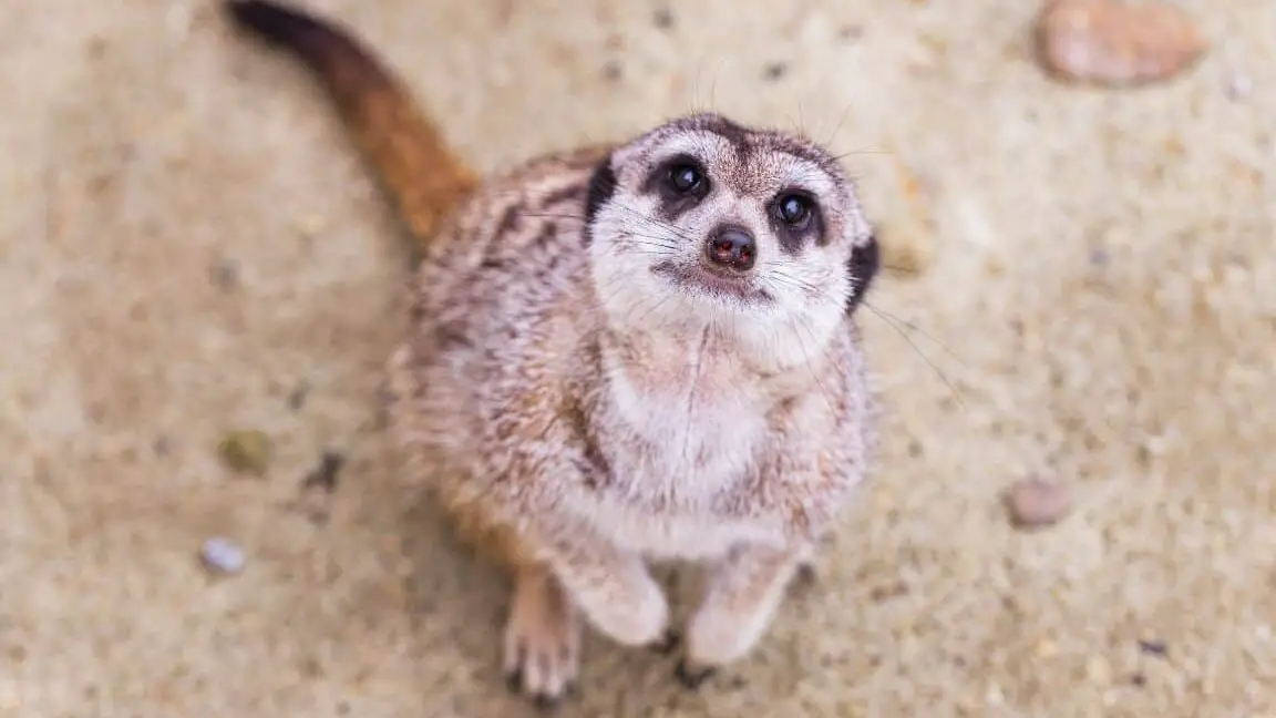 12 de los animales más lindos del mundo, según Internet