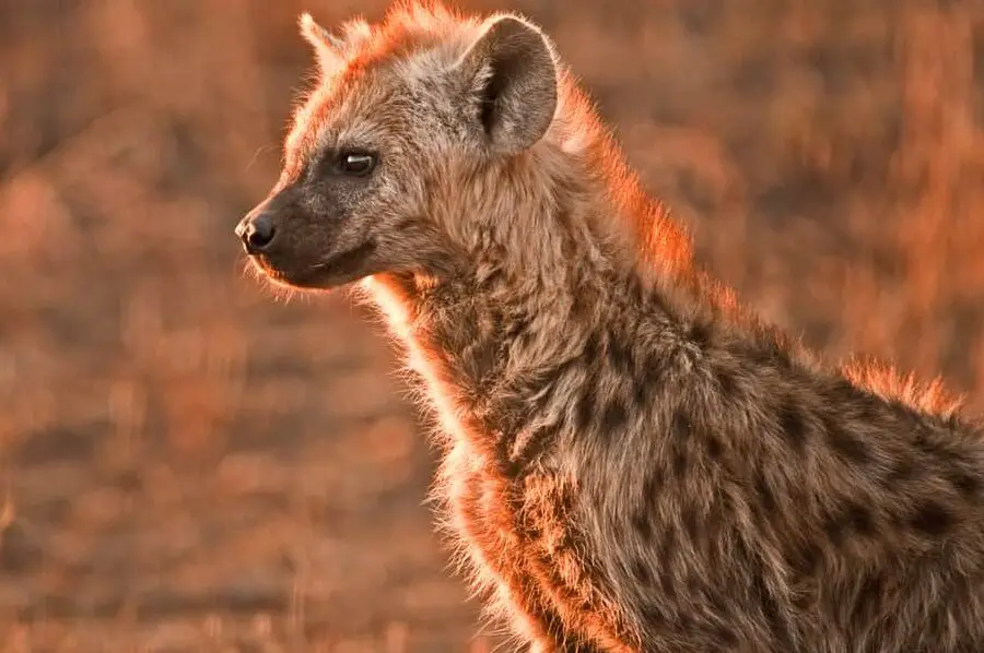¿Cuáles son los animales más peligrosos de África?