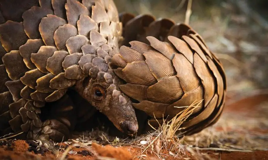 Clasificación del reino animal: cordados y no cordados