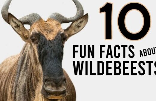 Los 20 animales más peligrosos del mundo |