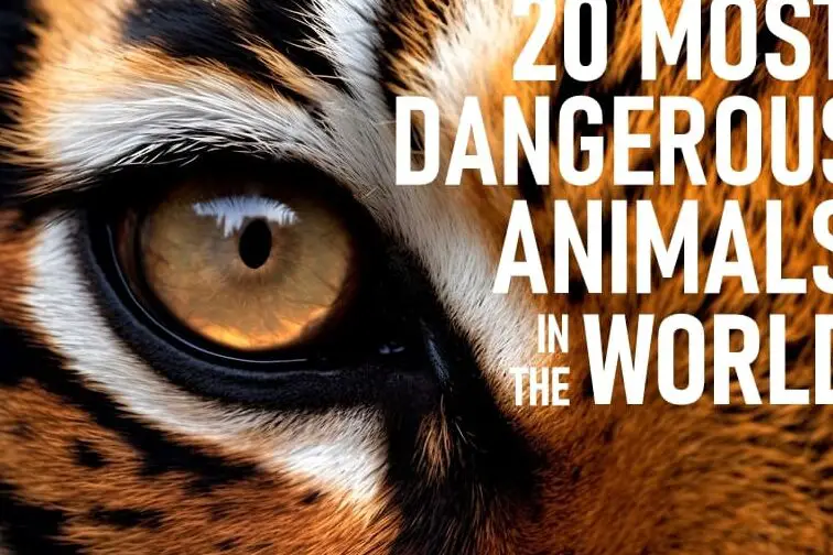 Los 20 animales más peligrosos del mundo |