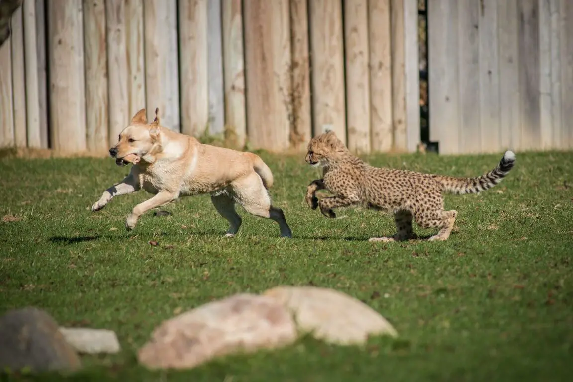 Los 10 animales más peligrosos del mundo, clasificados |