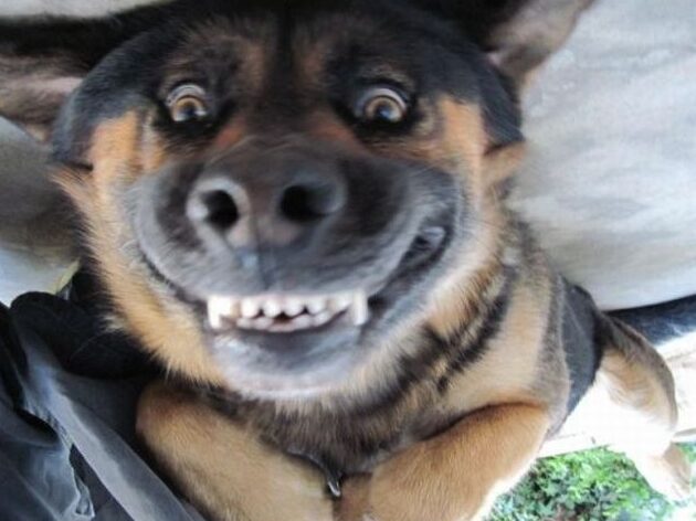 16 animales que tienen demasiada energía |