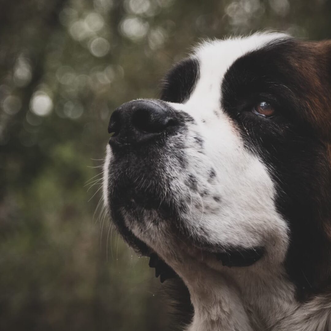 Las 15 razas de perros más agresivas del mundo - PetHelpful