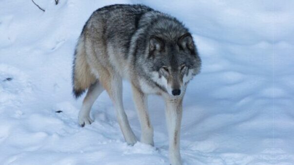 Los 10 lobos más grandes del mundo (descubre el lobo más grande de todos los tiempos)