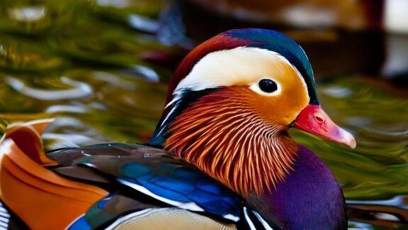 Los animales más bellos del mundo actual.