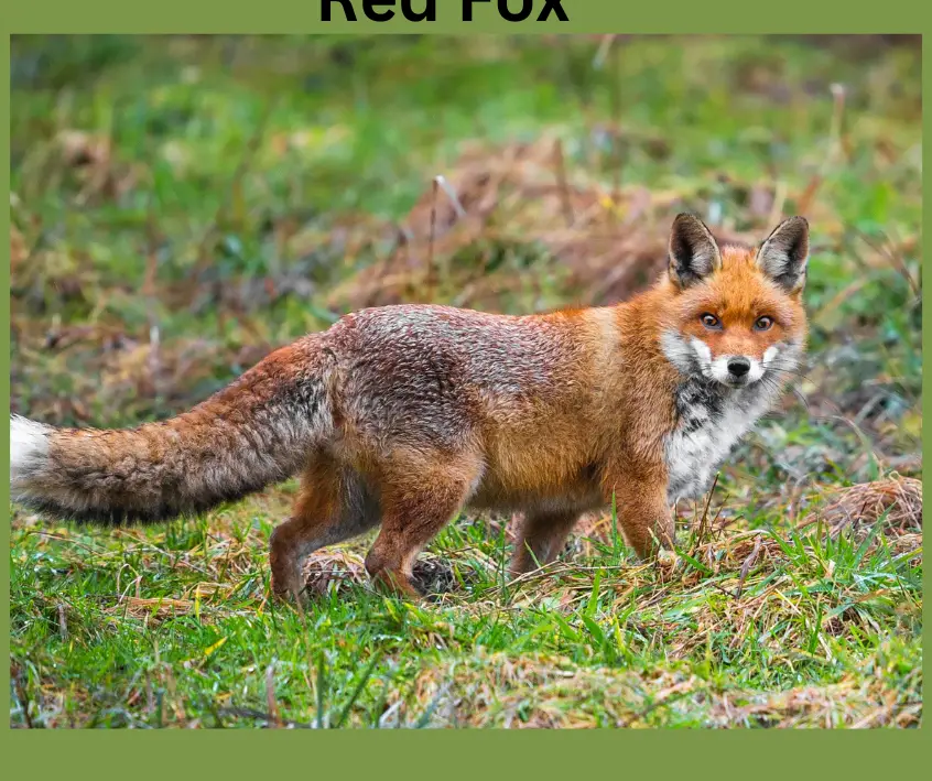 El zorro fantástico - Centro de educación ambiental Fox Run