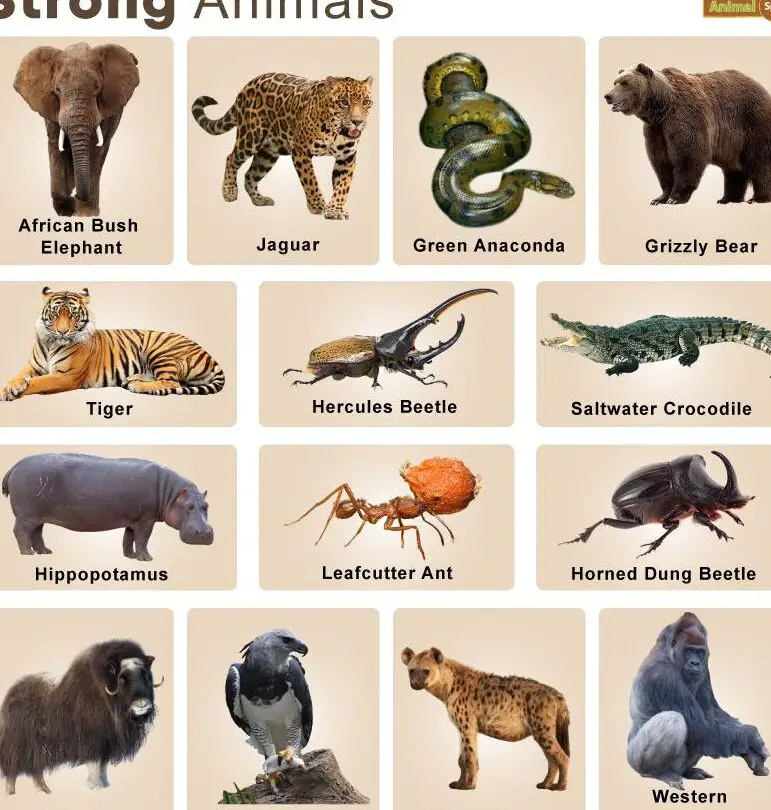 Animales fuertes: hechos, lista, imágenes