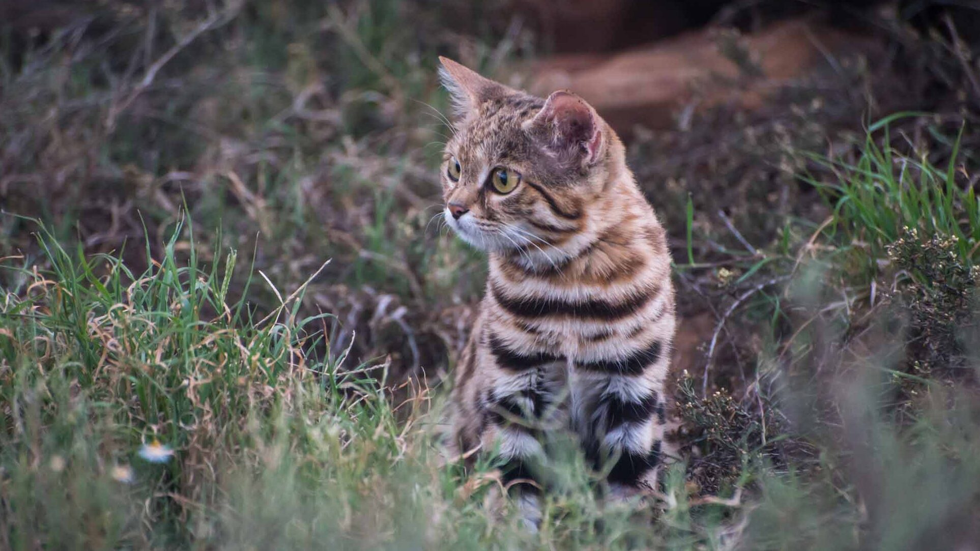 Conoce al gato más mortífero del mundo - Catit