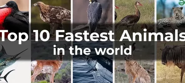 Los 10 animales más rápidos del planeta (tierra, aire y agua)