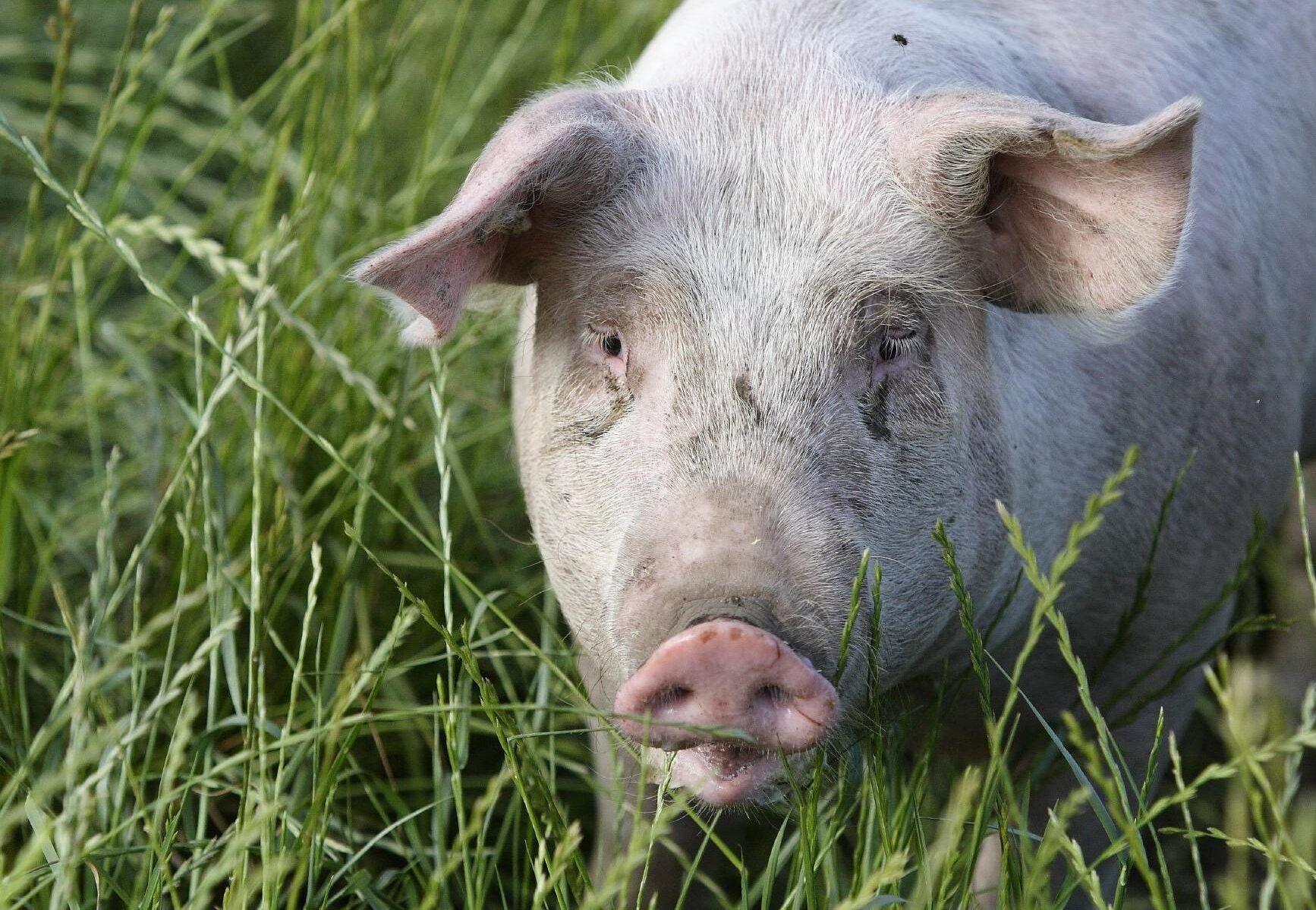 10 datos sobre los cerdos - FOUR PAWS International - Bienestar animal...