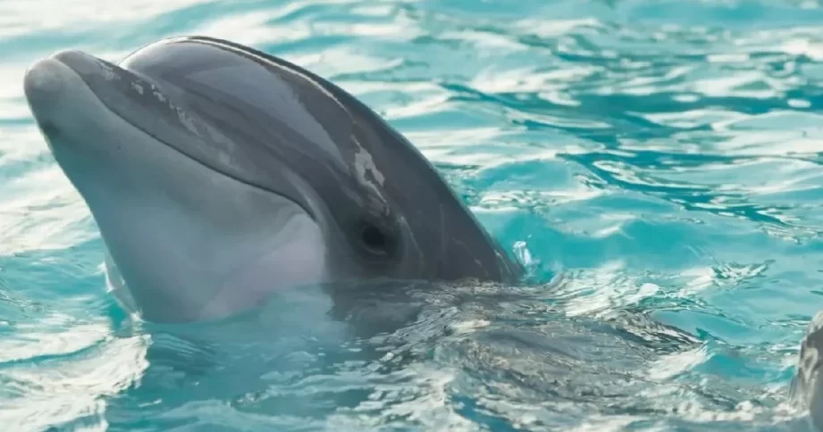 ¿Los delfines atacan a los humanos?