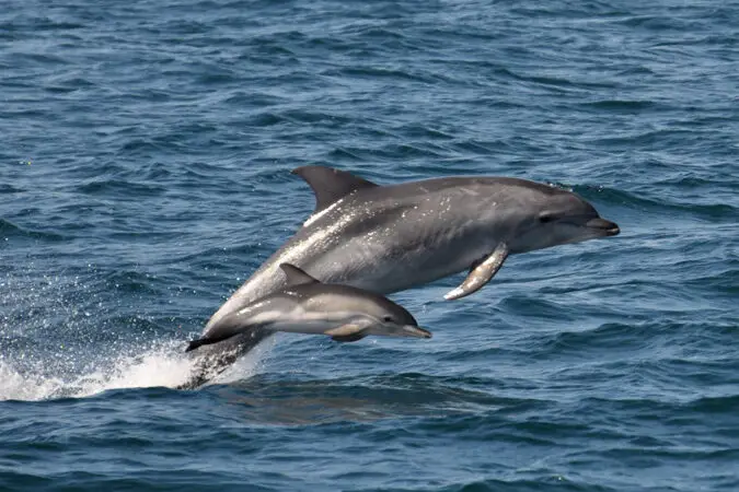 Protege a los delfines salvajes: admíralos desde la distancia |