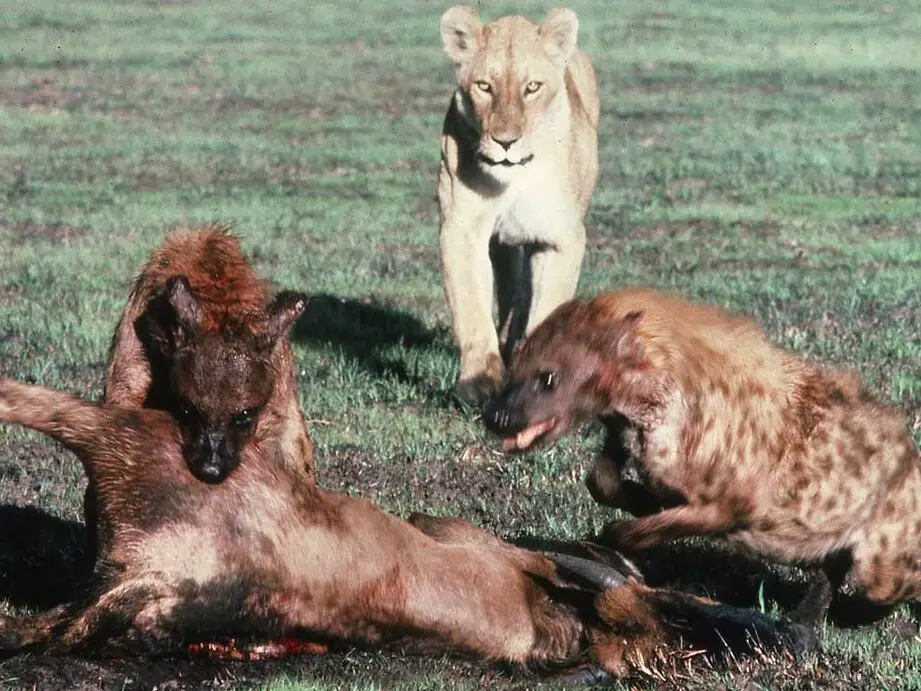 ¿Los leones comen hienas? (No es lo que piensas)