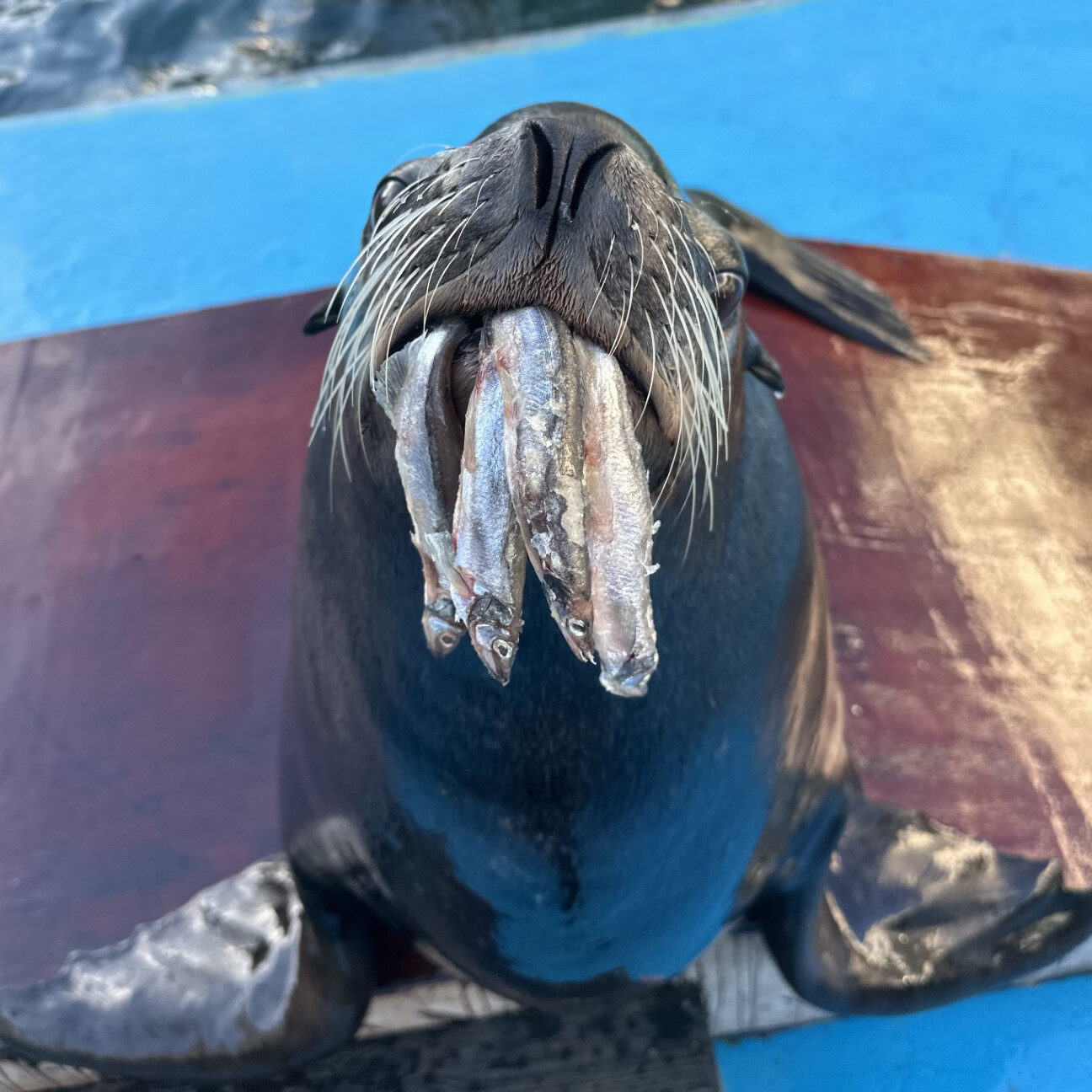¿Qué comen los leones marinos?