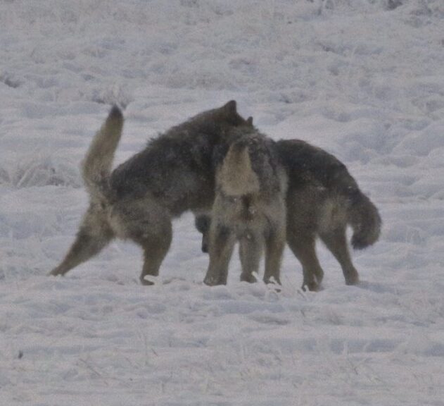 Lobo – La huella humana