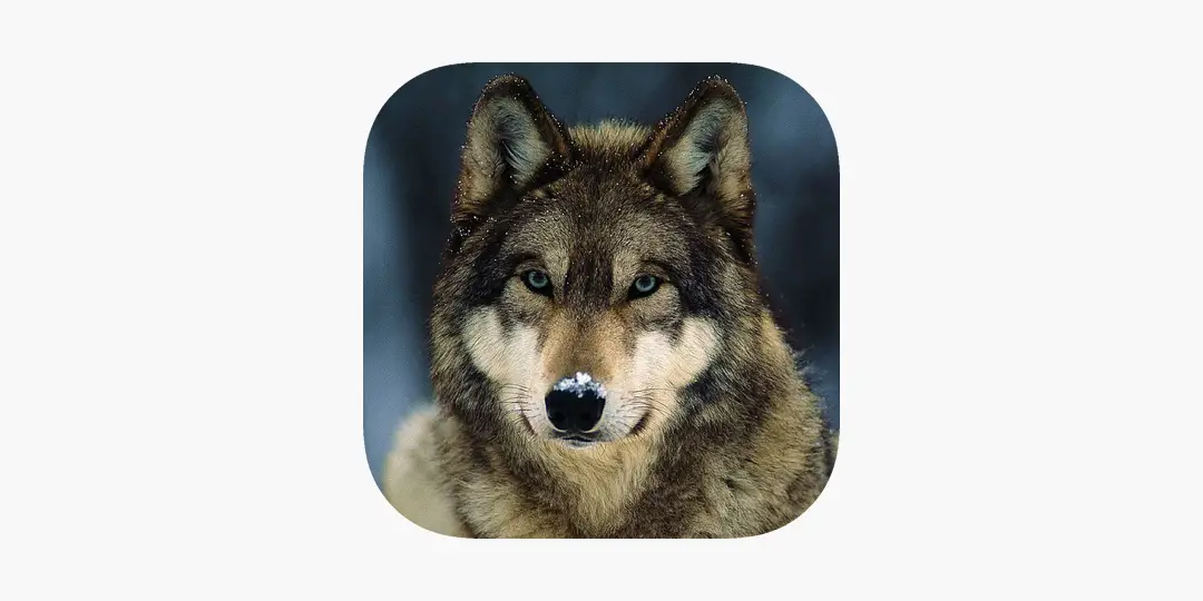 Llamadas de caza de lobos en la App Store