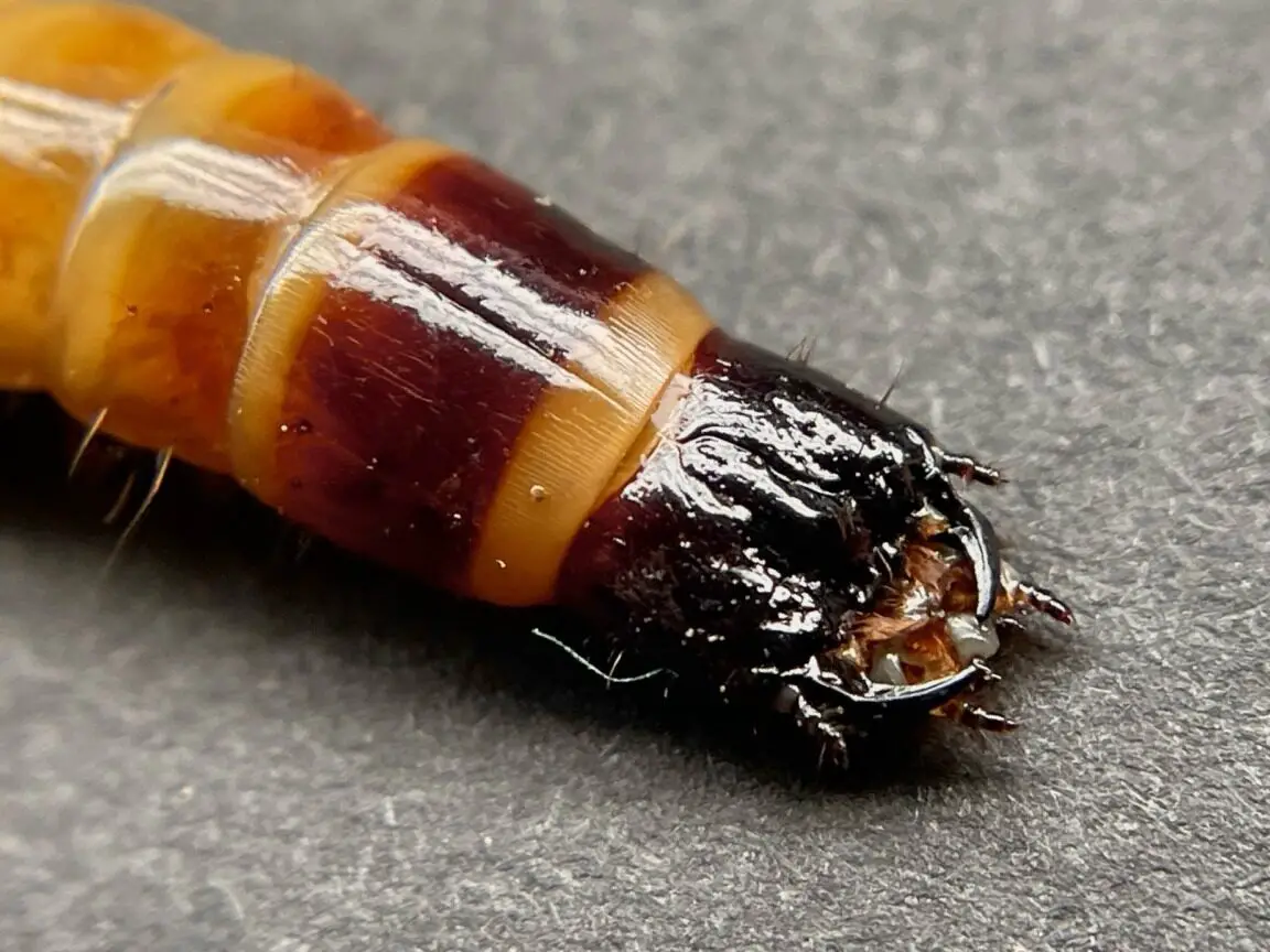 Invertebrados: ¿hay artrópodos omnívoros o...?