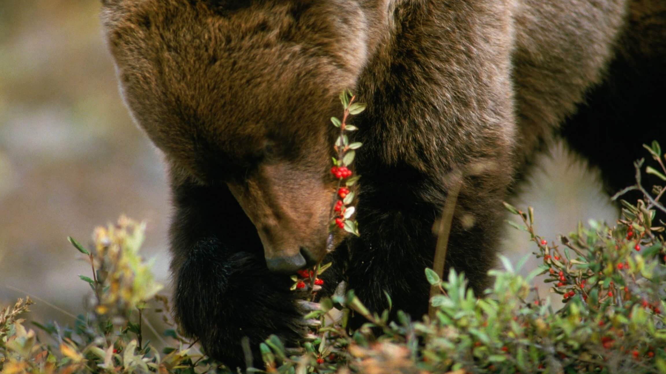 Los osos y las bayas - Conservación y protección del oso grizzly