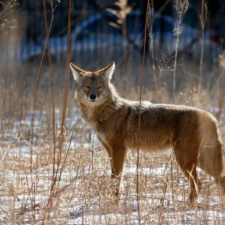 Los zorros y los coyotes son enemigos naturales.