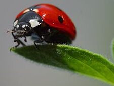 Coccinellidae - Enciclopedia del Nuevo Mundo