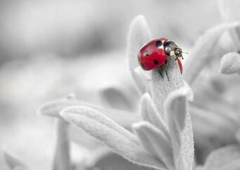 Póster, imagen, impresión en metal y pintura de Ladybug Blancanieves de Travel...