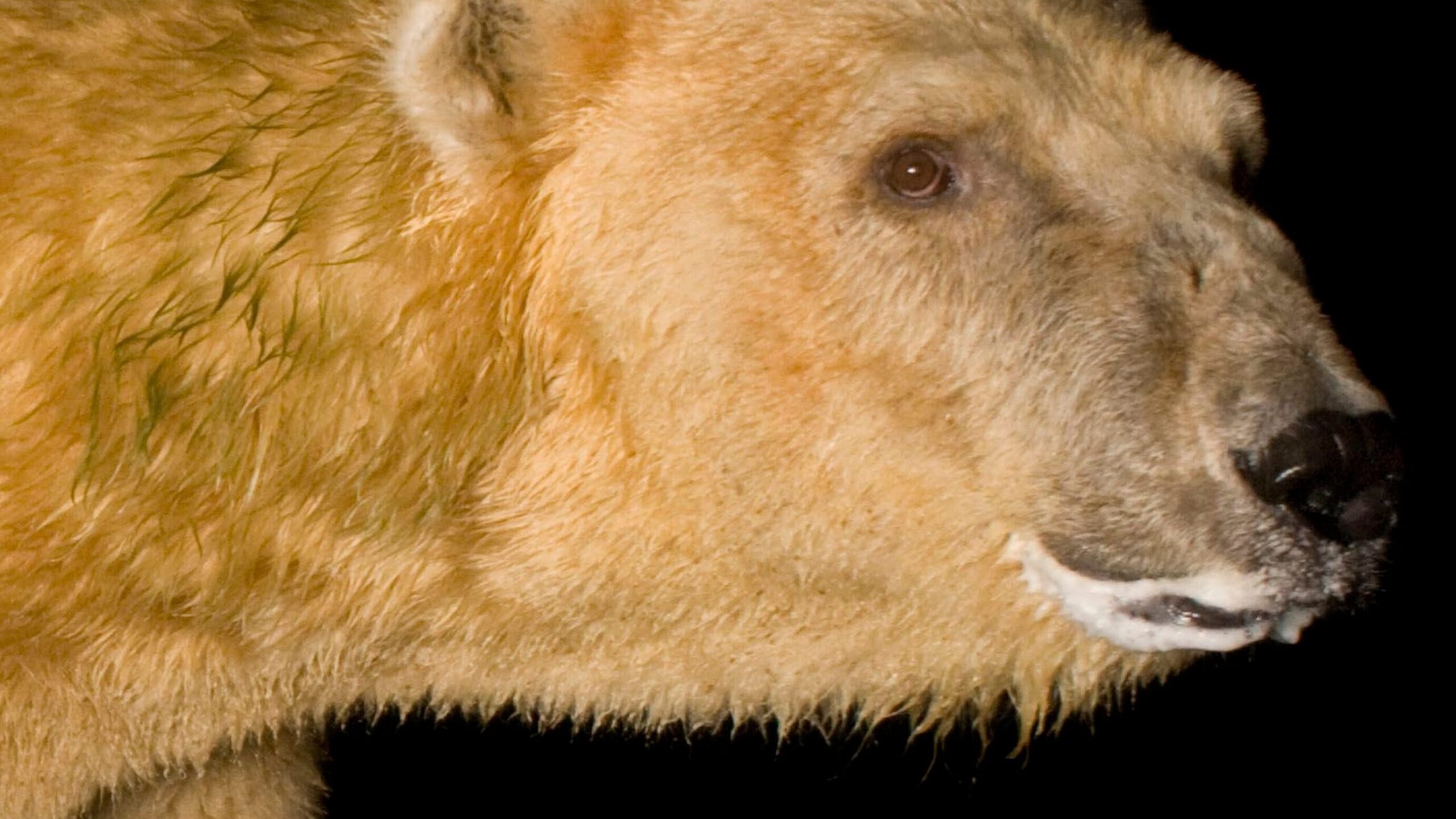 Oso polar |
