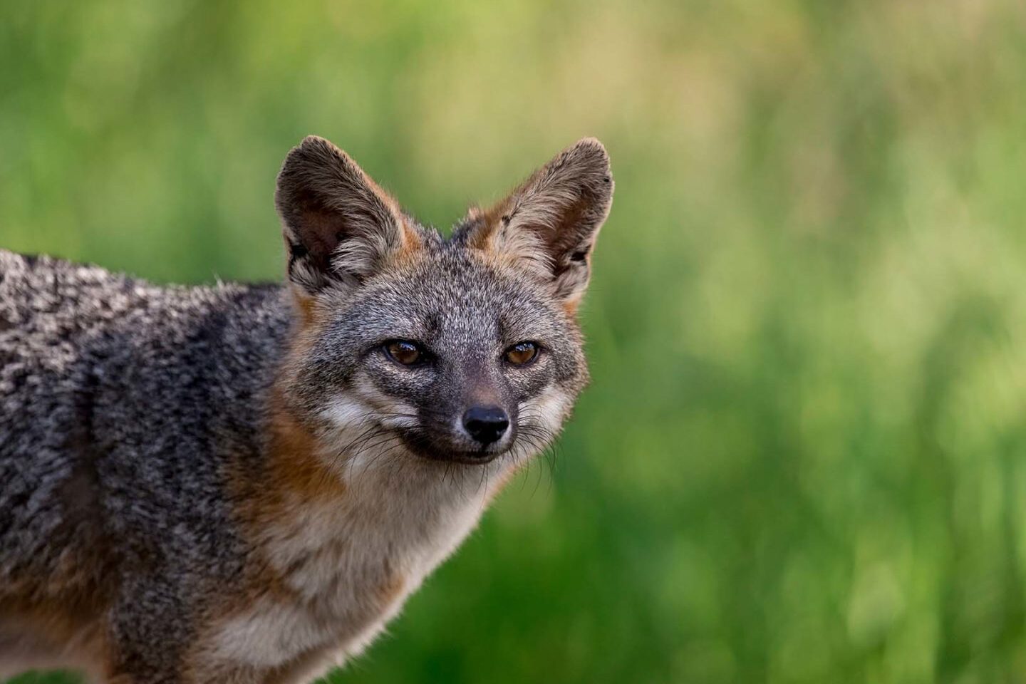 Cómo ser un zorro: secretos de Baylands - Bay Nature