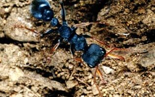 Alergia a la hormiga saltadora - Sociedad Australasia de Clínicas ...