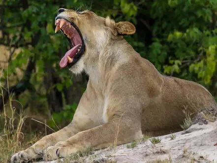 ¿Qué tan fuerte es el rugido de un león?