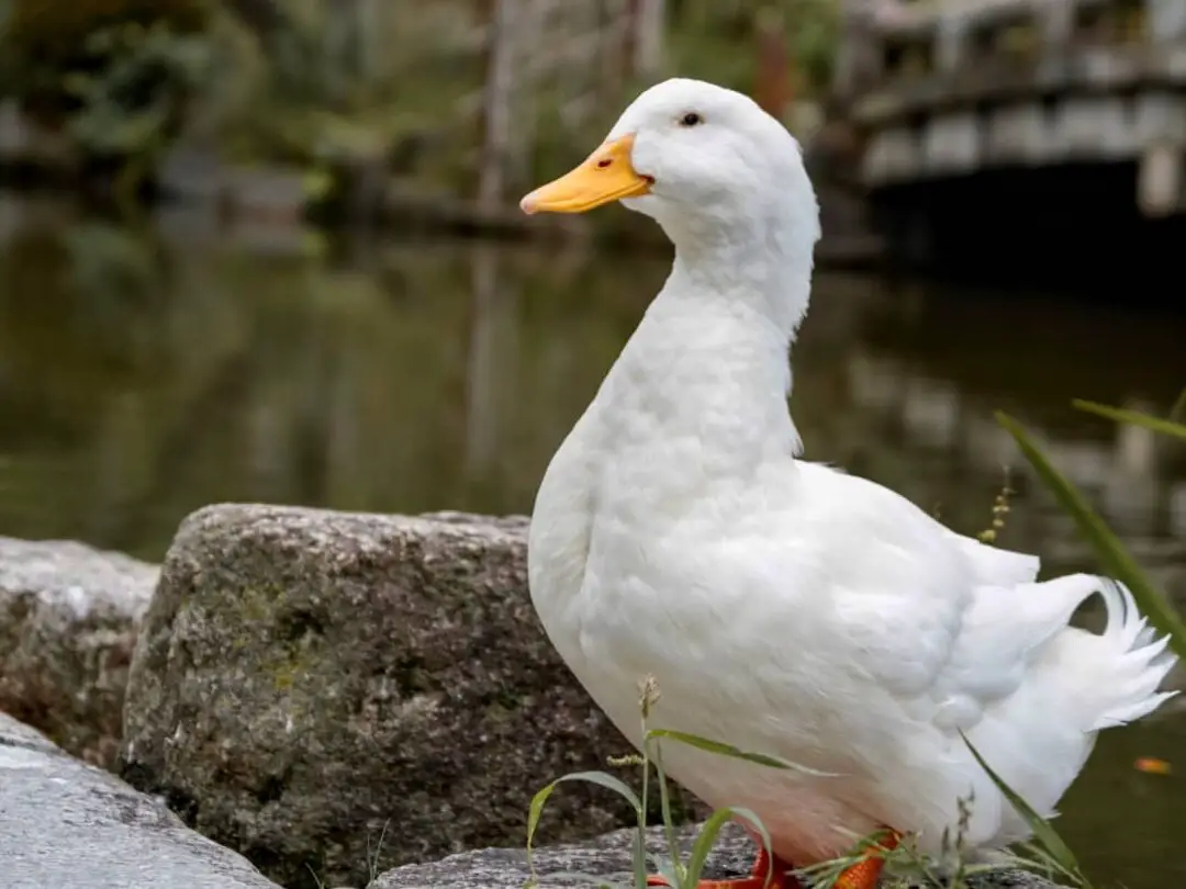 Los 10 mejores bocadillos y golosinas naturales para patos - PetHelpful