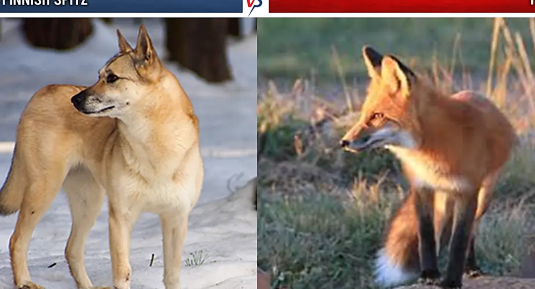 15 perros que parecen zorros - PetHelpful