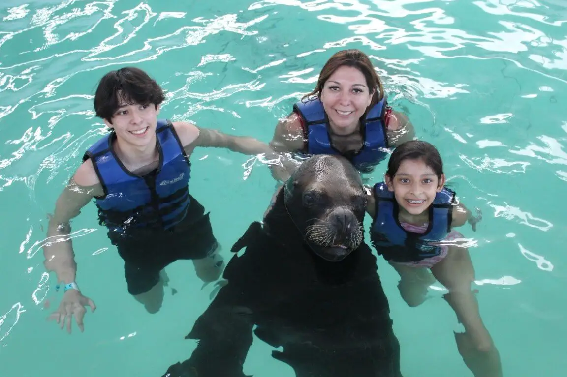 Nado con leones marinos - Coral World Ocean Park