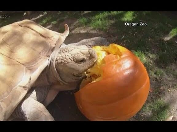 Vídeos de animales comiendo calabazas son un regalo de Halloween - Nerdist