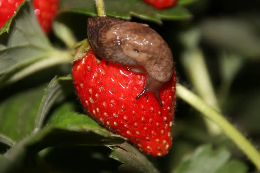 Mantener a los pájaros y las plagas alejados de las fresas