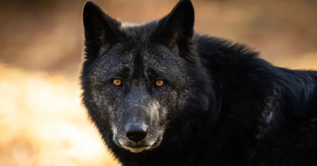 Los lobos a veces matan animales de granja, pero cazarlos es propenso a...