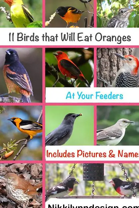 11 pájaros que comen naranjas
