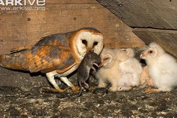 Lechuza común (Tyto alba) |