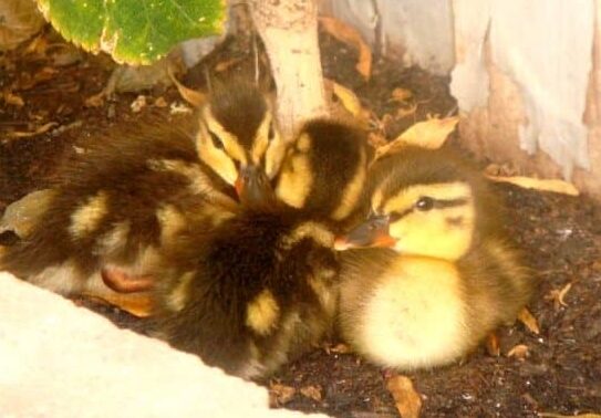 Cómo criar patitos bebés - PetHelpful