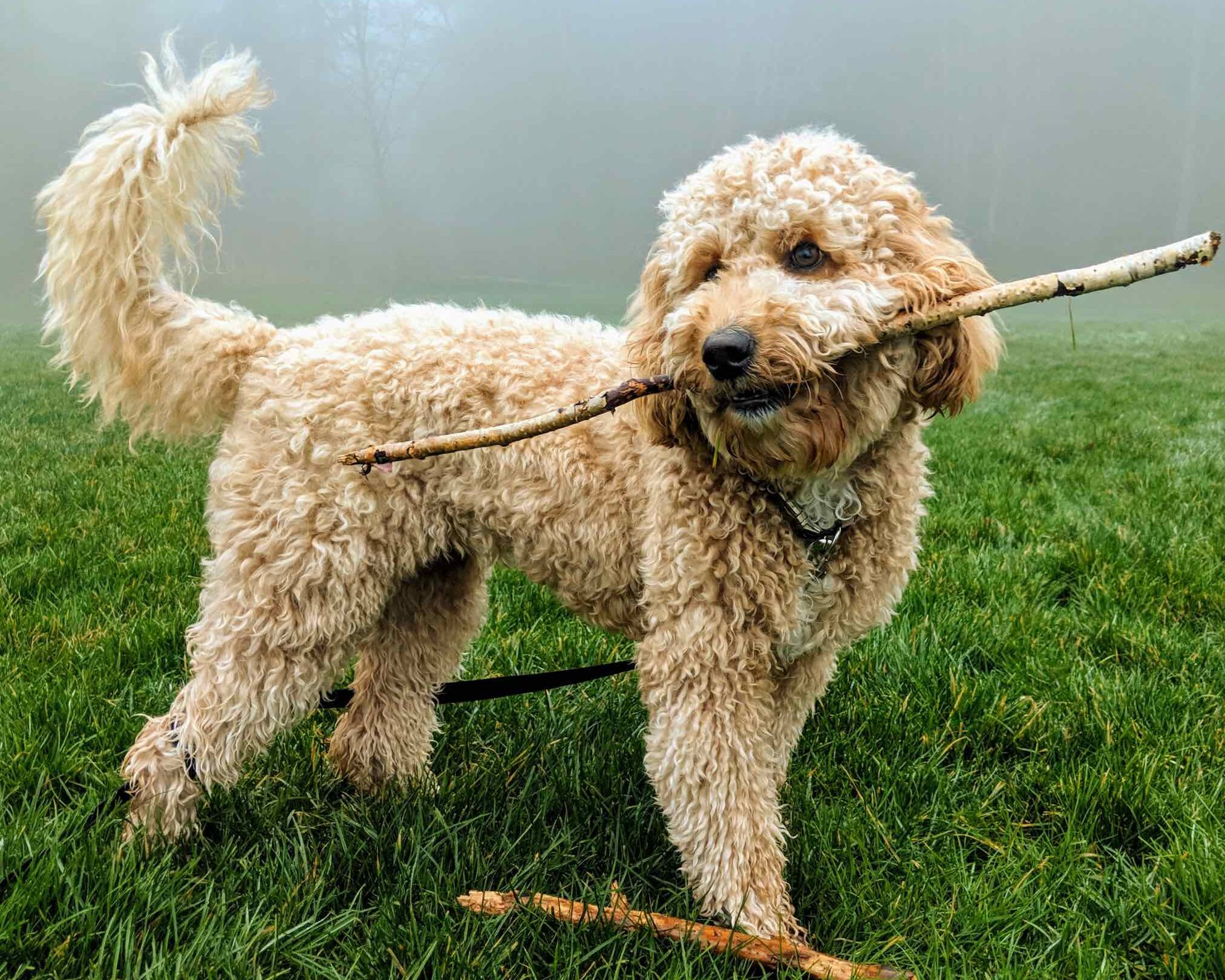 Adiestramiento de perros Goldendoodle.