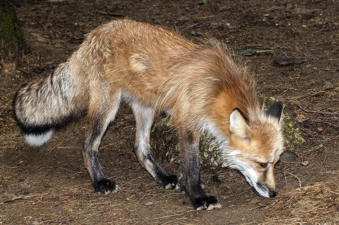 Cómo coexistir con los zorros salvajes y los coyotes de Carolina del Norte |