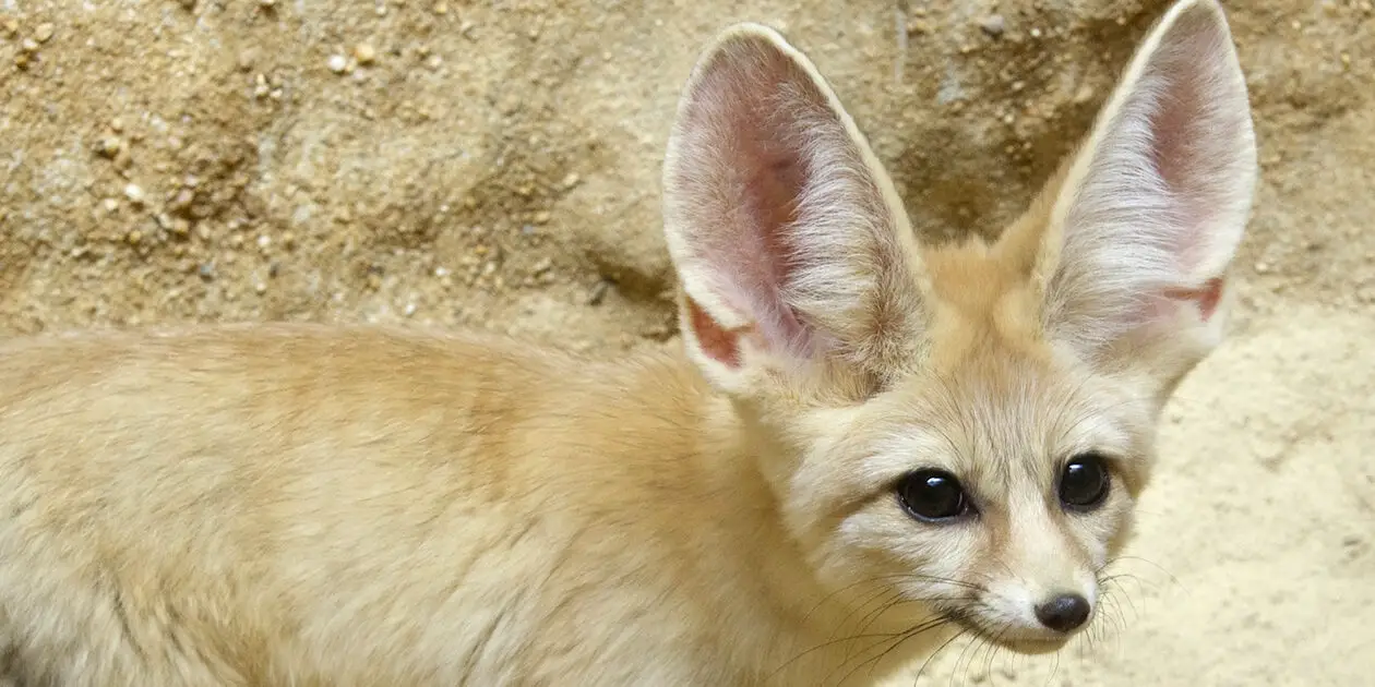 Zorro fenec |