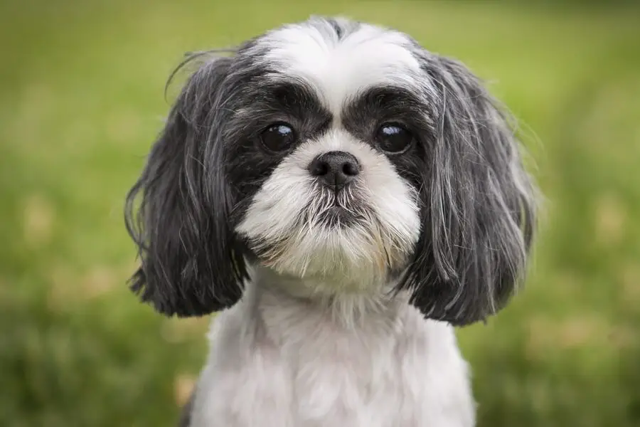 8 razas de perros genéticamente más cercanas a los lobos