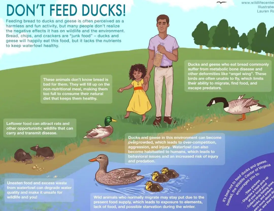 El problema de alimentar a los patos |