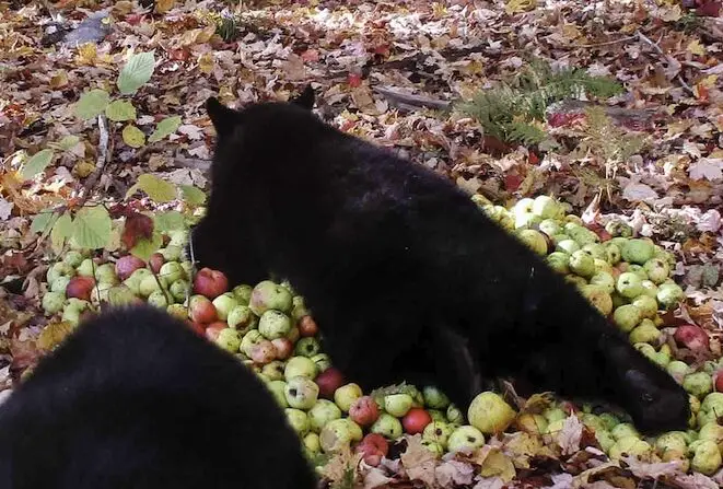Cachorro de oso haciendo ruido |