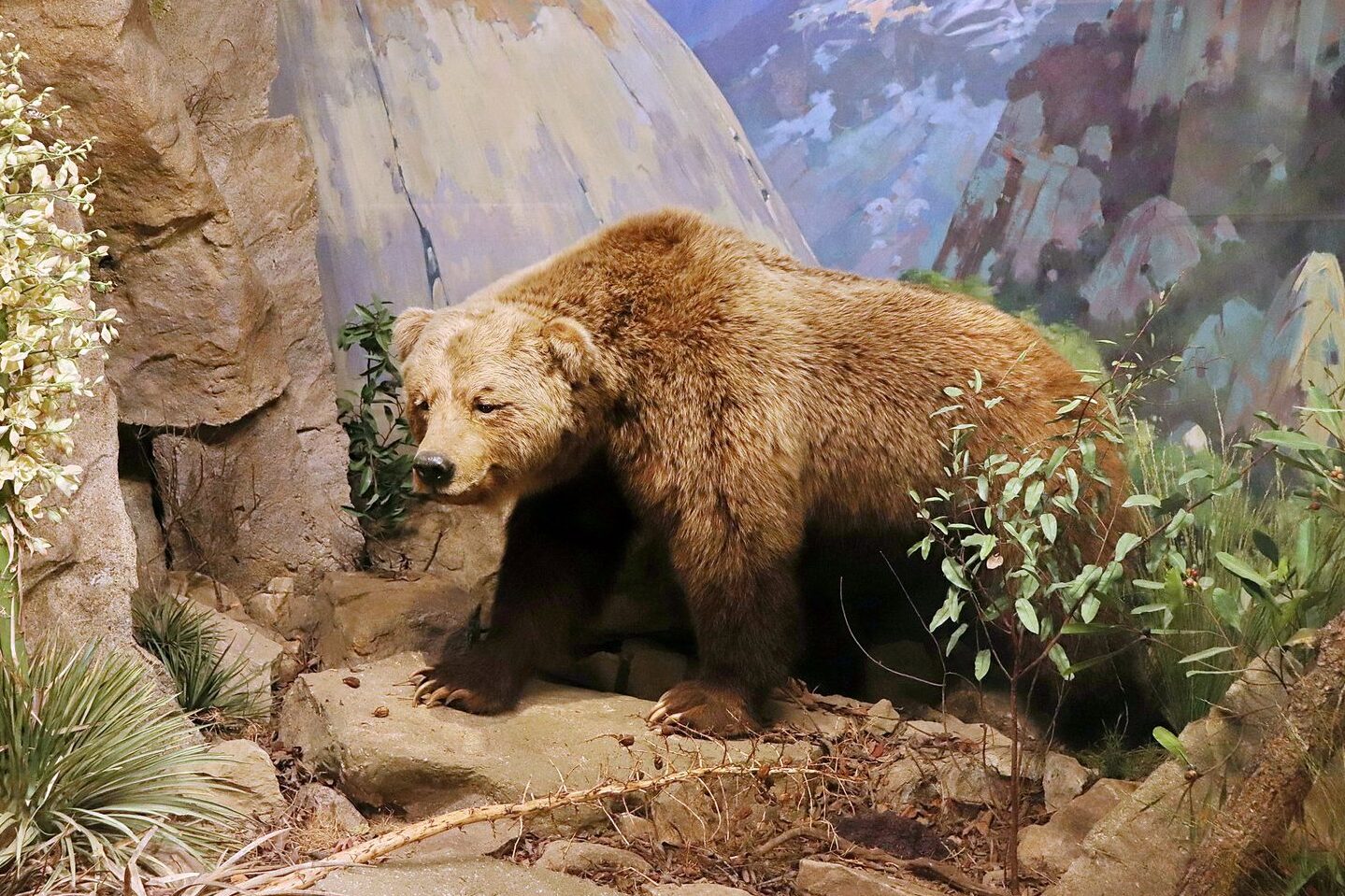 Oso Pardo vs Oso Grizzly - Conservación y protección del oso pardo