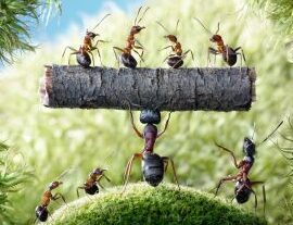 Todo lo que debes saber sobre las hormigas - Accurate Pest Control NY