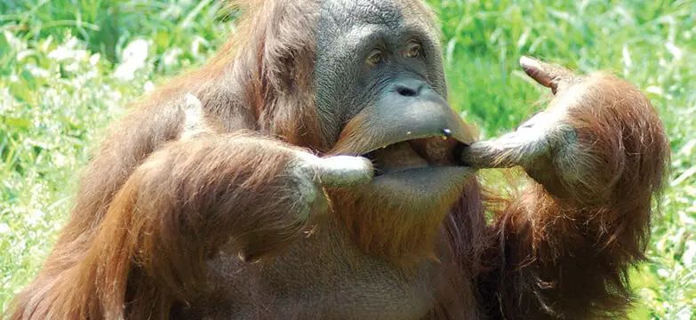 Datos sobre el orangután - Orangutan Foundation International Australia